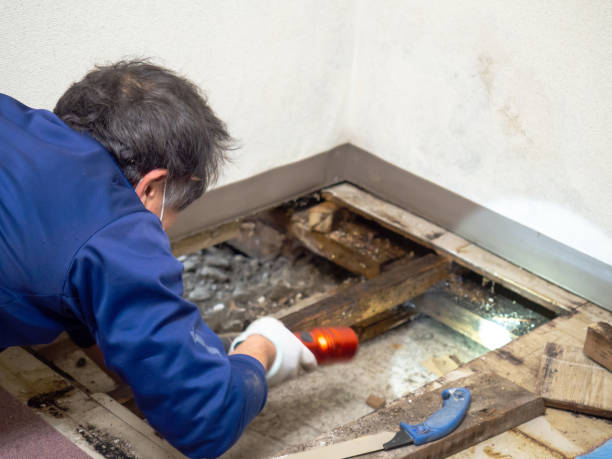 Best Office Mold Removal Services  in Hico, TX