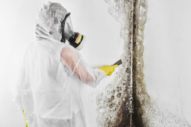 Best Affordable Mold Removal  in Hico, TX