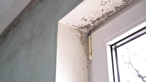 Trusted Hico, TX Mold Removal Experts