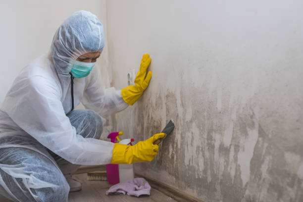 Best Crawl Space Mold Removal  in Hico, TX