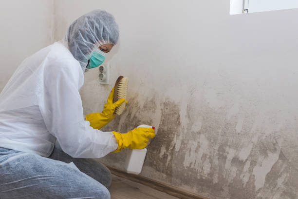 Attic Mold Removal in Hico, TX