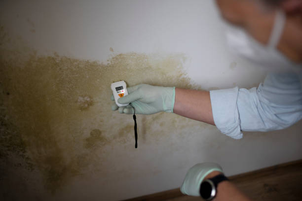 Best Best Mold Removal Companies  in Hico, TX