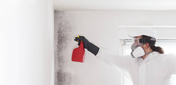 Best Mold Removal Near Me  in Hico, TX