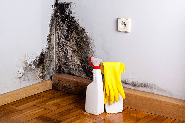 Best Same-Day Mold Removal  in Hico, TX