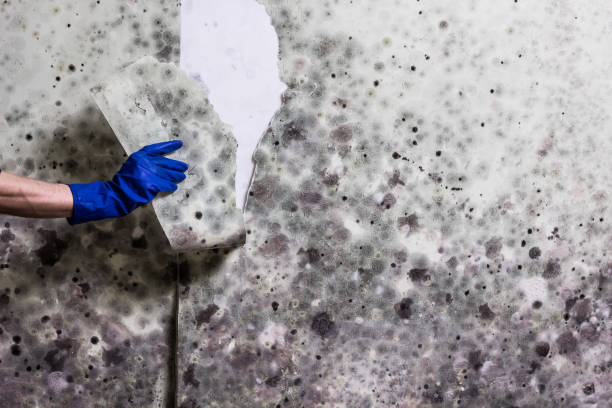 Best Black Mold Removal  in Hico, TX